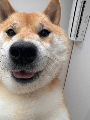 「嬉しそうな顔！」　『飼い主の特権』といえる角度で撮られた柴犬の写真が、こちら！