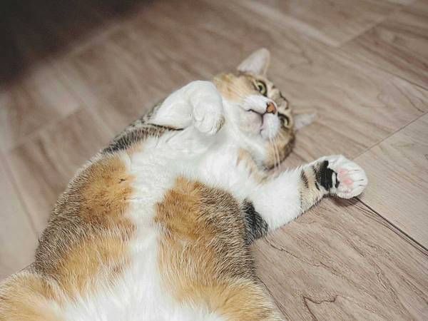 飼い主「お納めください」　ペンで描いたかのような『×マーク』がこちら！