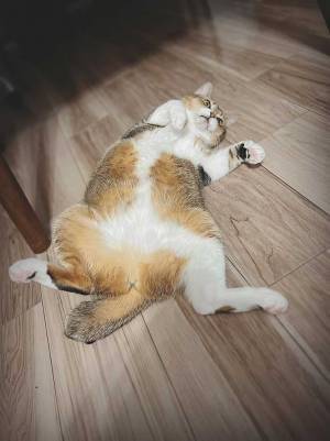 飼い主「お納めください」　ペンで描いたかのような『×マーク』がこちら！