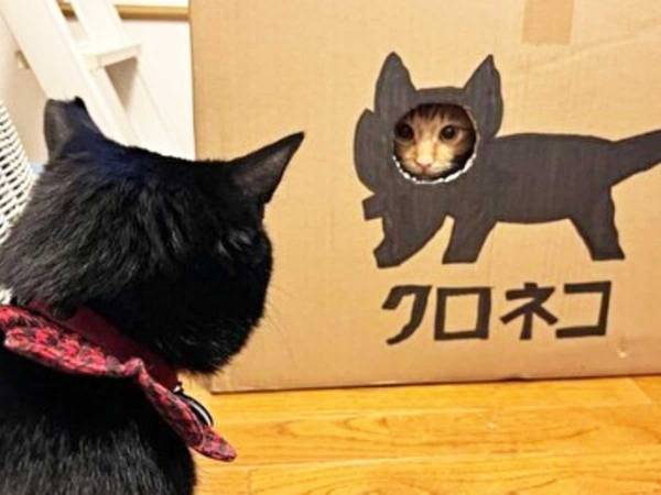 顔はめパネルを楽しむ猫を、見守る同居猫　次の瞬間…？　「爆笑した」「完璧なオチ」