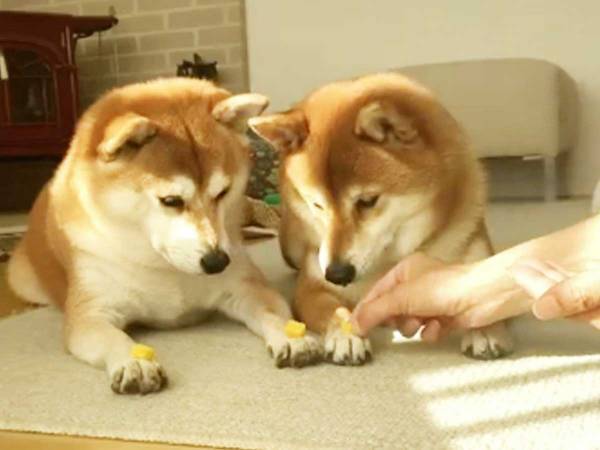 あとちょっとだったのに…！　理性を保てなかった柴犬の『行動』に大笑い