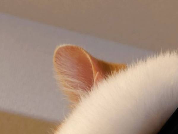 『猫は液体』に新説！？　飼い主が目撃した姿に激震が走る…