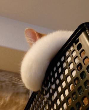 『猫は液体』に新説！？　飼い主が目撃した姿に激震が走る…