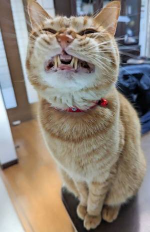 猫が顔を「にいいい！」　飼い主が激写した『笑撃』の１枚にさまざまな声