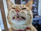 猫が顔を「にいいい！」　飼い主が激写した『笑撃』の１枚にさまざまな声