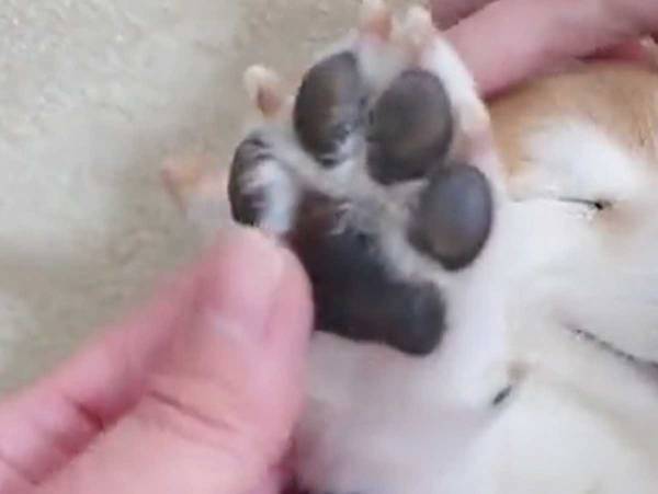 「なんていい顔をしてるんだ」　肉球をもまれる柴犬が、見ているだけで癒される