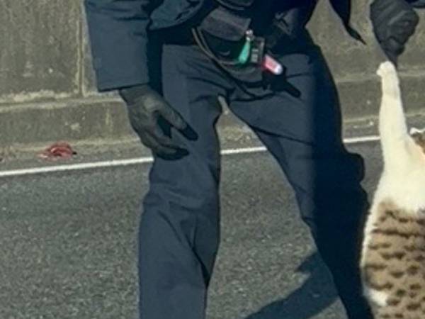 警察官に捕獲される直前の『侵入者』　抵抗する姿に「ほほ笑ましい」