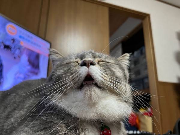 飼い主は、笑いをこらえるのに必死！？　寝ていた猫が…