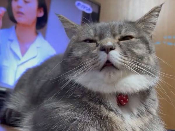 飼い主は、笑いをこらえるのに必死！？　寝ていた猫が…