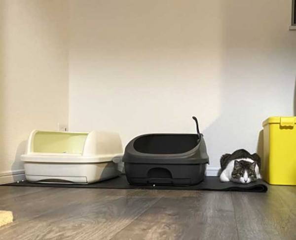 飼い主が猫に構ってあげられなかった結果？　感情むき出しな姿をご覧ください