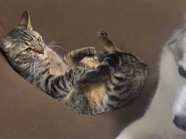 お気に入りの場所を取られたシベリアンハスキーが見せた表情　「取り返さないところが好き」