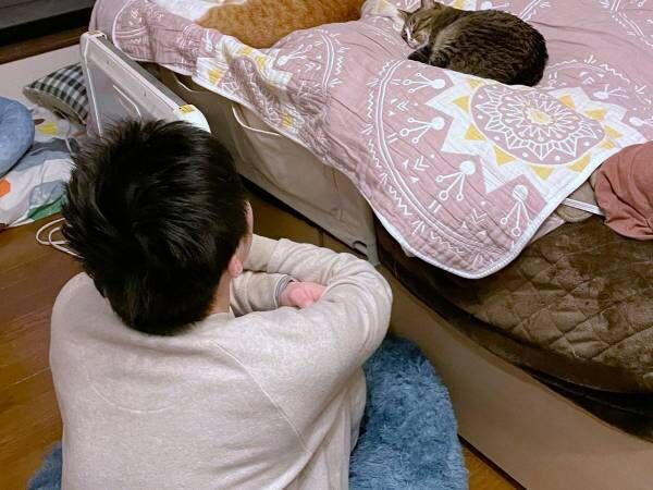猫にベッドを占拠され、猫ベッドを購入　オチに「笑って腹が痛い」「つらいほど分かる」