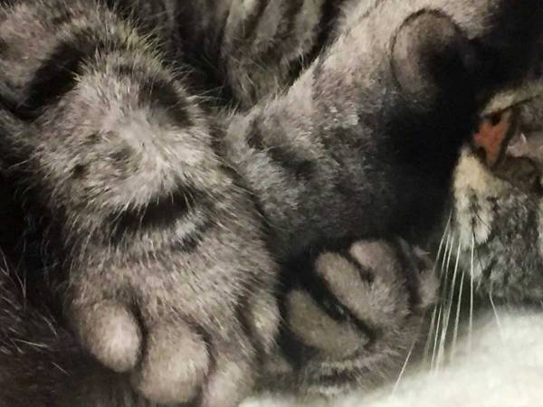 「笑った！」「迫力がある」　病院に連れていかれた猫、表情が…？