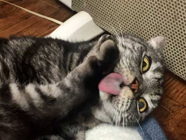 「笑った！」「迫力がある」　病院に連れていかれた猫、表情が…？