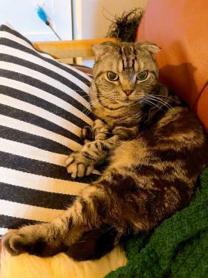 「笑った！」「迫力がある」　病院に連れていかれた猫、表情が…？