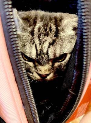 「笑った！」「迫力がある」　病院に連れていかれた猫、表情が…？