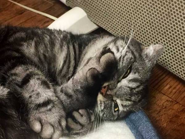 「笑った！」「迫力がある」　病院に連れていかれた猫、表情が…？