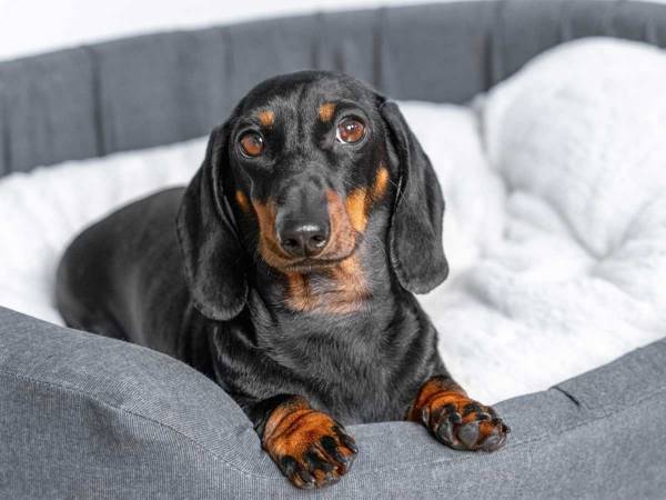 自分のベッドをせっせと移動させる犬　到着した『場所』に「賢い！」「すごい満足そう」