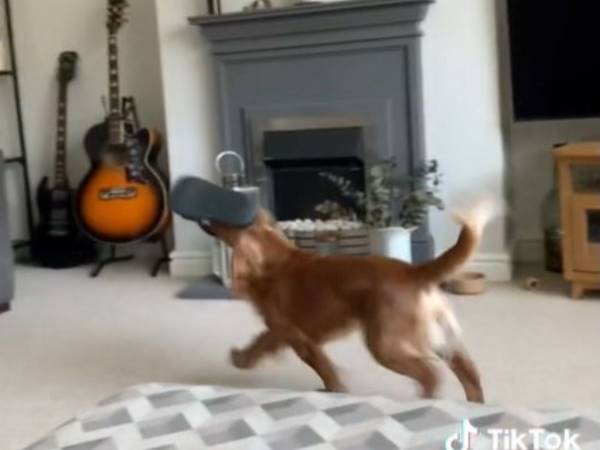 サンダルを噛んでいたら、目の前に飼い主が！　犬のリアクションに爆笑