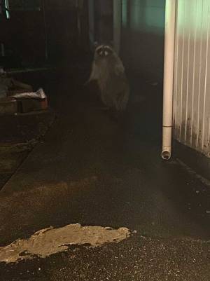 「うわ！人間だ…」　びっくりしてお互いに硬直、夜道で出会ったのは？