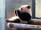 中国に返還されるパンダ『シャンシャン』　名付け親・黒柳徹子の投稿に「じーんとする」