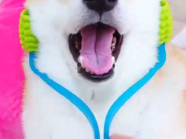 顔をコロコロされる柴犬　嫌がる様子は一切なく…？