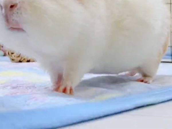 『パクパクバタバタ』　白くてフワフワな動物に、癒される人続出！