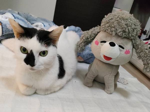 『犬猫どっちも飼ってると』猫が亡くなる　「笑顔をありがとう」「犬くんと再会できたかな」