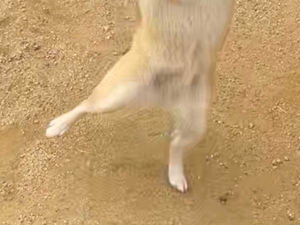 「アニメみたい」「笑った！」　ポーズと表情が絶妙な柴犬に吹き出す