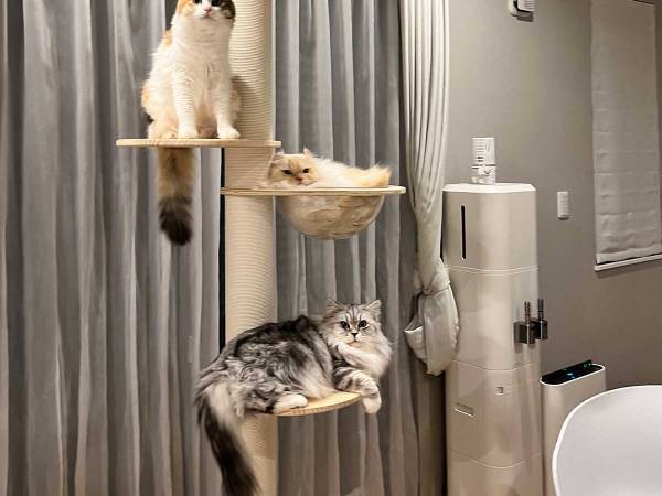 「いいなあ」「欲しい」の声が続出　キャットタワーを見ると…？