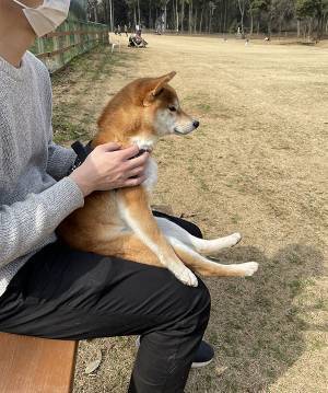 『犬見知りの柴犬』がドッグランデビューした結果？　「完全に人間や」「表情で吹いた」