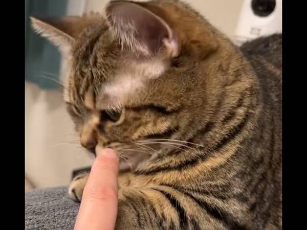 猫に人差し指を向けた飼い主　続く展開に「ここが天国か？」「そこ代わって！」