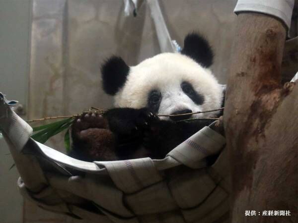 シャンシャン、見守られながら日本から旅立つ　上野動物園の報告に「ありがとう」「元気でね！」