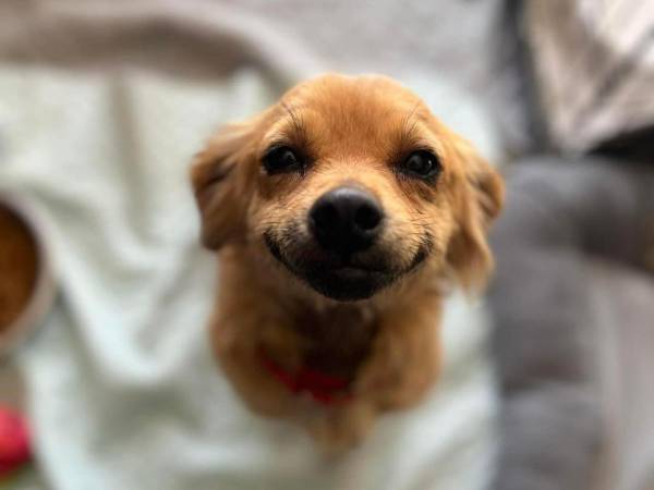 「スマイル」と名付けられた保護犬　施設が公開した写真に「つらい…」「かわいそうに」