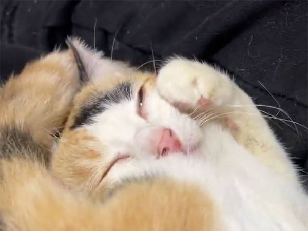 「甘え方が、おかしい」といわれた猫　ヒザの上でリラックスした顔を見せるが？