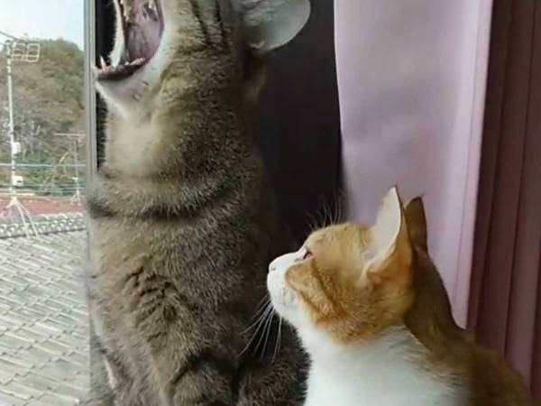 眠たそうな表情の猫　１匹が大きく口を開き…？