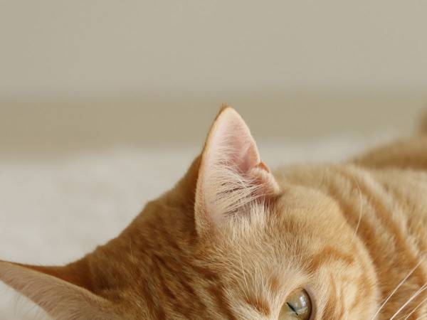 「なんかおかしい」　企業のTwitterアカウントに起きた『異変』に「遊び心ある！」