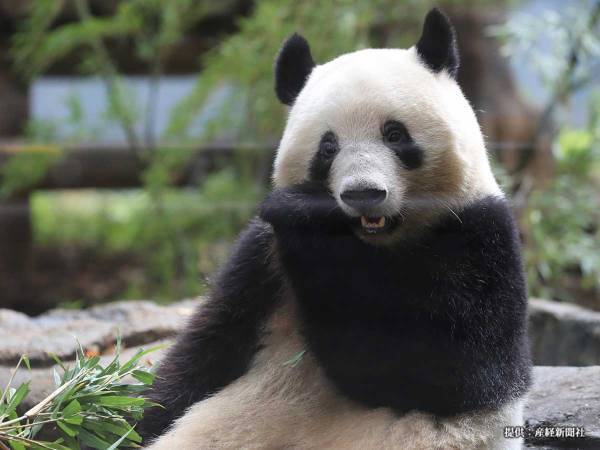 飛行機内のシャンシャン　上野動物園が公開した写真に、１３万人が「安心した」