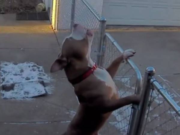 ゴミを捨てに行こうとした飼い主　それを見た犬が？「大笑いした」「名演技だ」