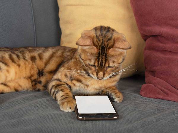 ロッテやホンダも！　『猫の日』に企業のTwitterが続々サプライズ