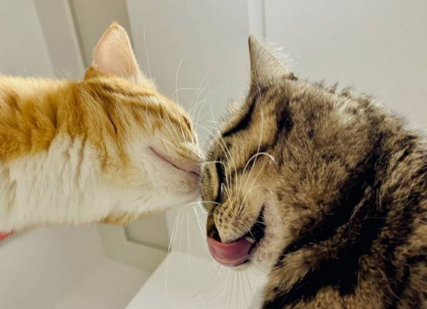 「これは飼い主のおなかの上でイチャつく猫たち」　総重量に、うっ…！