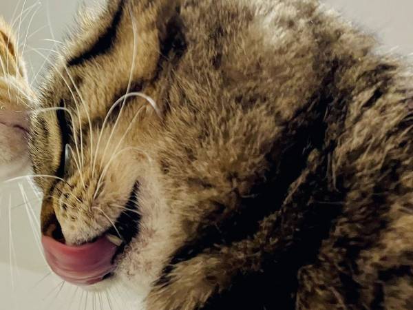 「これは飼い主のおなかの上でイチャつく猫たち」　総重量に、うっ…！