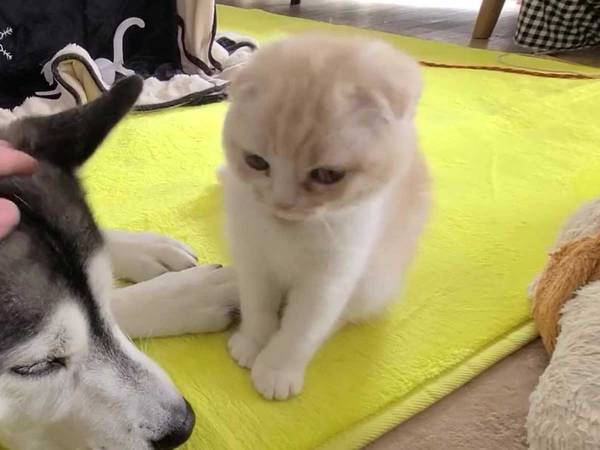 シベリアンハスキーをナデナデする飼い主　その姿を見た子猫は…？