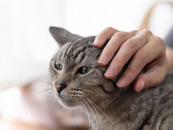 猫は寒い日に何を思っている？　ボタンを使って話す猫が飼い主に伝えたことに感激！