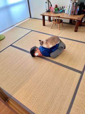 「歯医者に行く時間なのですが…」　部屋を覗いたら、猫「ダメです」