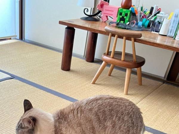 「歯医者に行く時間なのですが…」　部屋を覗いたら、猫「ダメです」