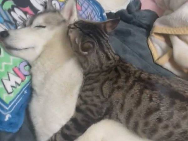 『全身で愛を表現』　仲がよすぎる２匹の様子にキュン！