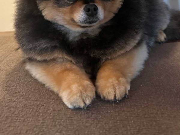 床のシミについて尋ねられたポメラニアン　表情が怪しすぎると話題　「明らかに何かを知っている」