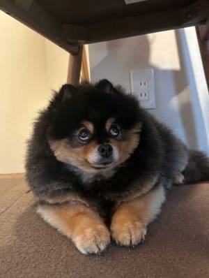 床のシミについて尋ねられたポメラニアン　表情が怪しすぎると話題　「明らかに何かを知っている」