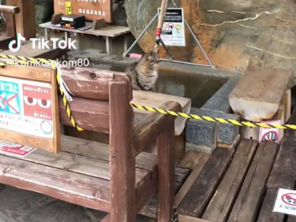 立ち入り禁止の場所に侵入　『いけない客』の姿に「かわいい」「癒される」